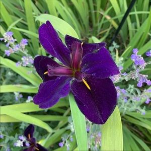 50 Louisiana Iris black Gamecock roots/plants